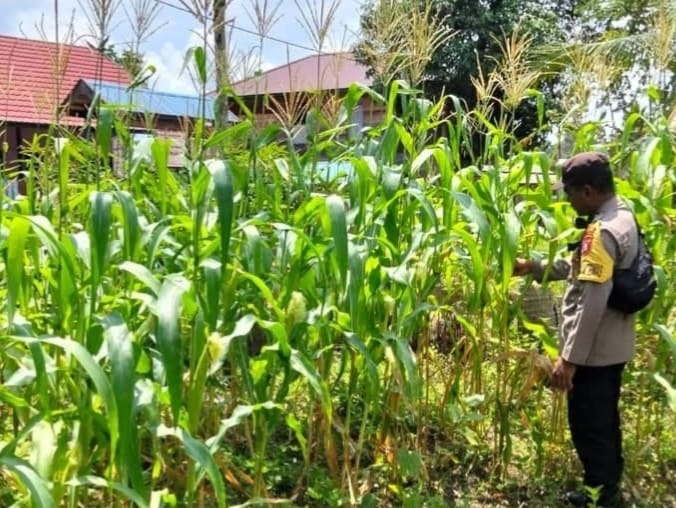 Personil Polsek Marikit Cek Lokasi Pemanfaatan Pekarangan Warga di Kec. Marikit, Kab. Katingan.