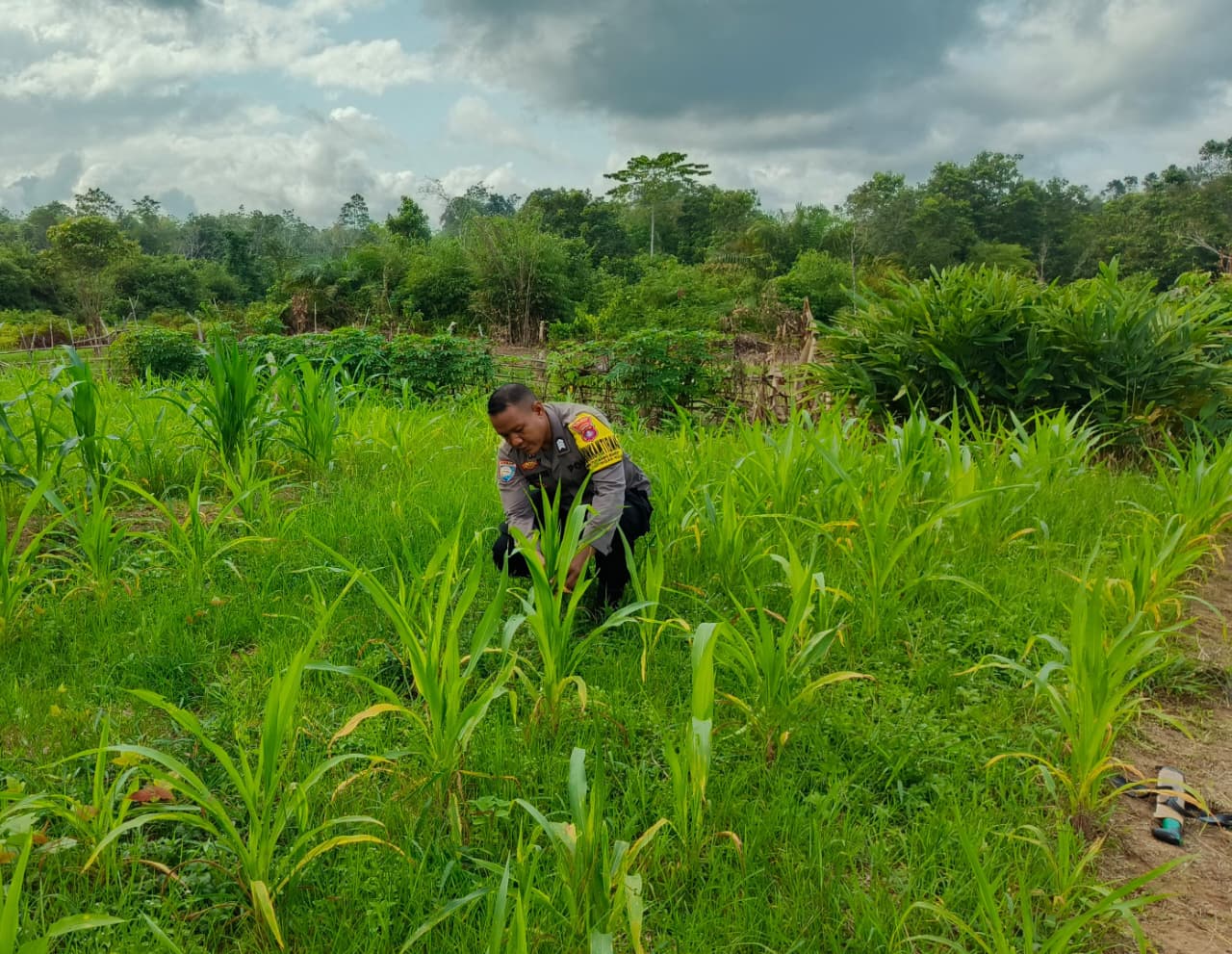 ‎Mendukung Ketahanan Pangan, Personil Polsek Katingan Hulu  Cek Lokasi Pemanfaatan Pekarangan Warga.