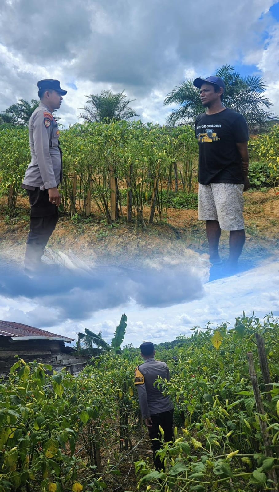 Bhabinkamtibmas Laksanakan Cooling System Ketahanan Pangan di Menthobi Raya