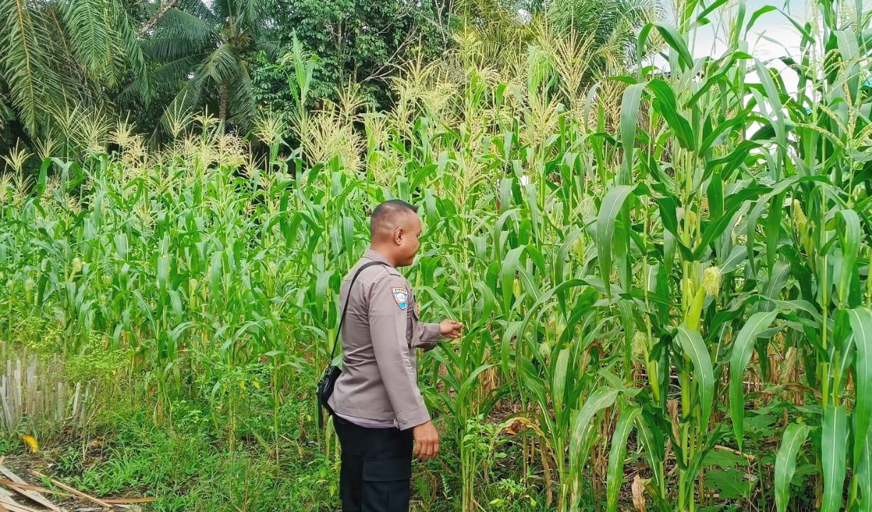 Mendukung Ketahanan Pangan, Personil Polsek Katingan Hulu Cek Lokasi Pemanfaatan Pekarangan Warga.
