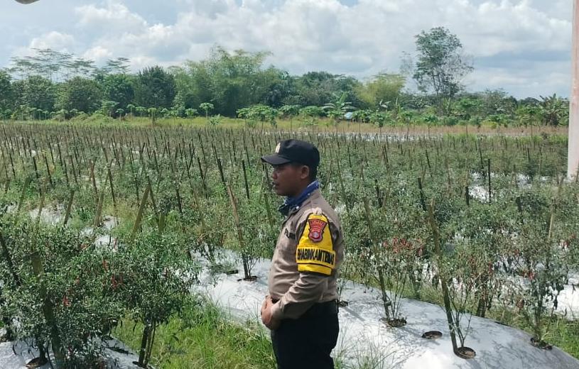 Bhabinkamtibmas Polsek Mendawai cek lokasi pemanfaatan pekarangan rumah warga binaan.