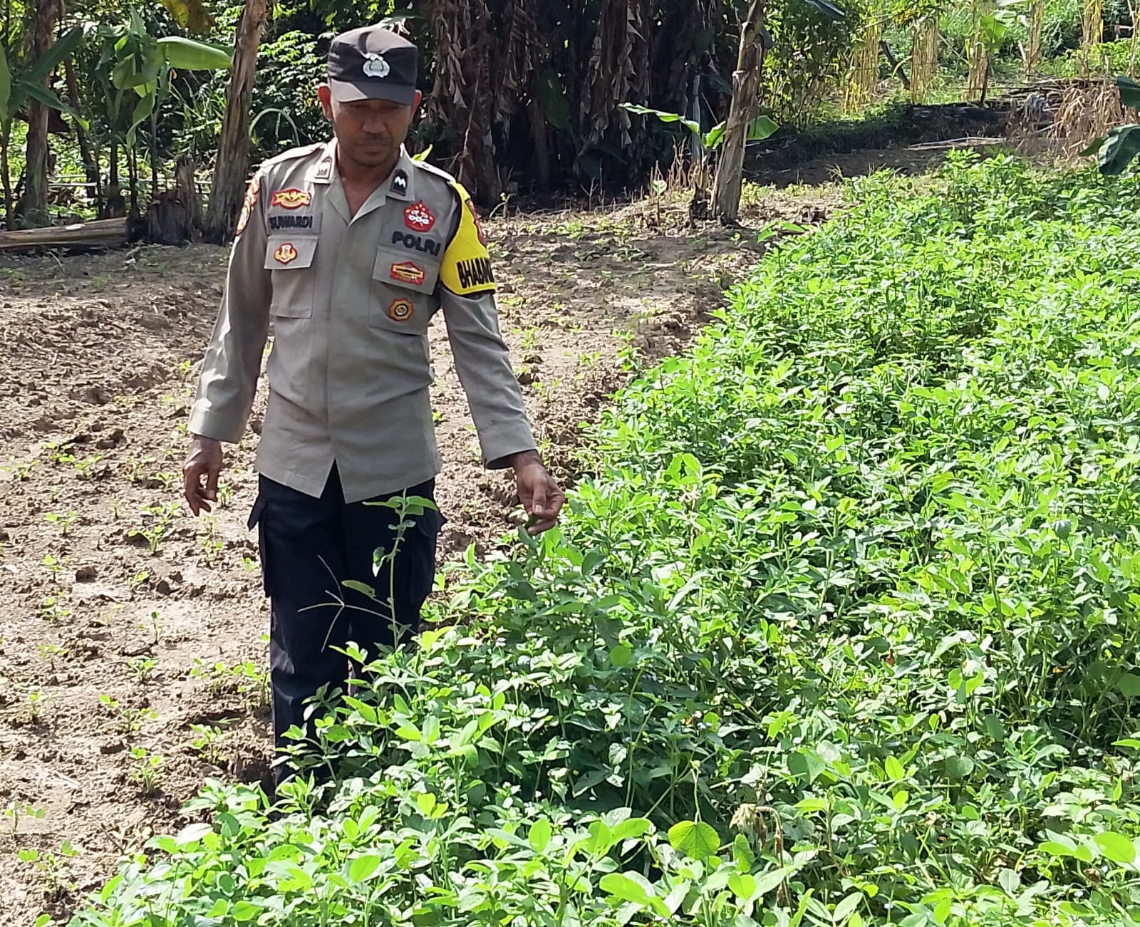 Bhabinkamtibmas Desa Mengkalang Dorong Ketahanan Pangan Melalui Pemanfaatan Pekarangan Bergizi