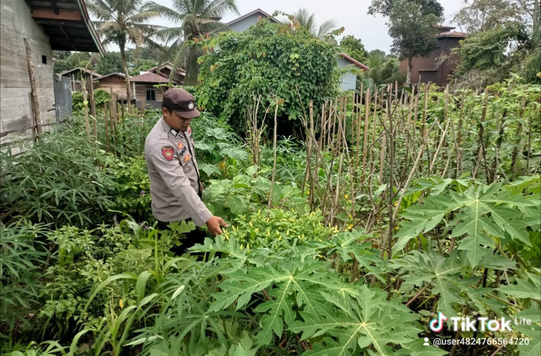 DUKUNG KETAHANAN PANGAN NASIONAL, POLSEK MARIKIT DAMPINGI PETANI DAN MONITORING PEKARANGAN BERGIZI
