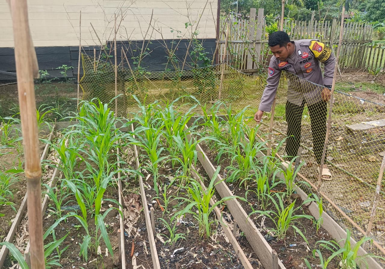 ‎Mendukung Ketahanan Pangan, Personil Polsek Katingan Hulu Cek Lokasi Pemanfaatan Pekarangan Warga.