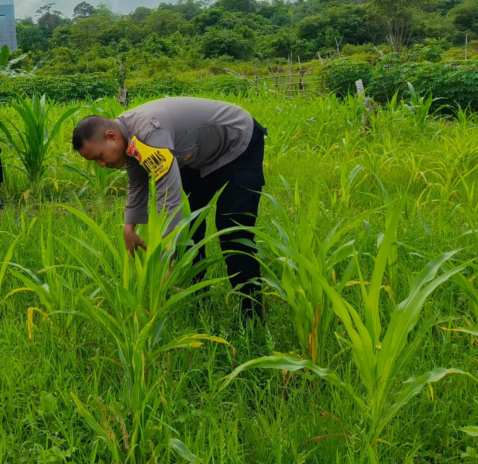 ‎Mendukung Ketahanan Pangan, Personil Polsek Katingan Hulu  Cek Lokasi Pemanfaatan Pekarangan Warga.