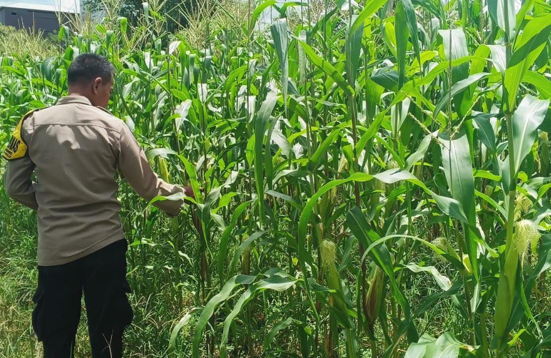 ‎Mendukung Ketahanan Pangan, Personil Polsek Katingan Hulu  Cek Lokasi Pemanfaatan Pekarangan Warga.