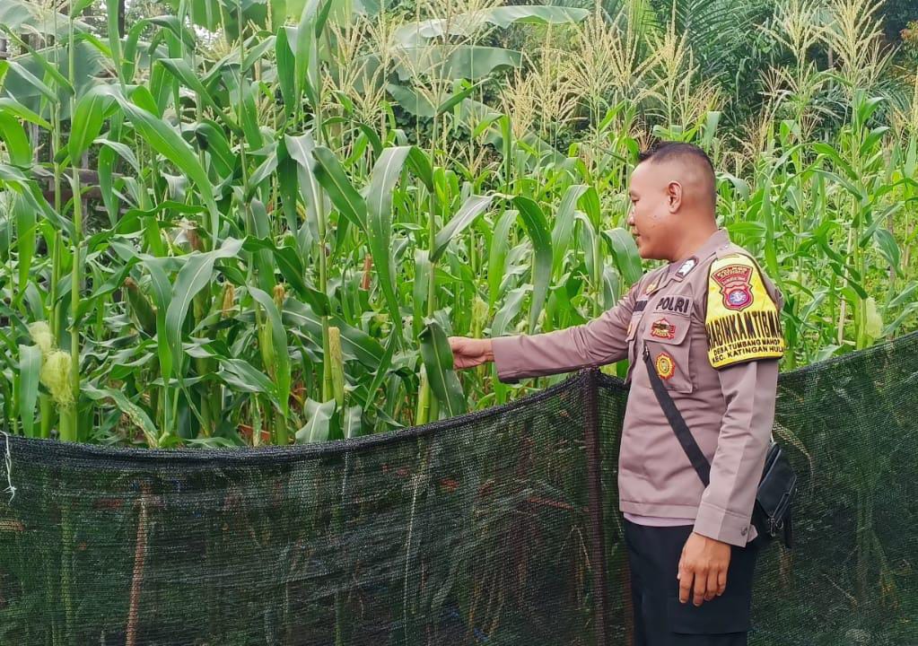 ‎Mendukung Ketahanan Pangan, Personil Polsek Katingan Hulu  Cek Lokasi Pemanfaatan Pekarangan Warga.