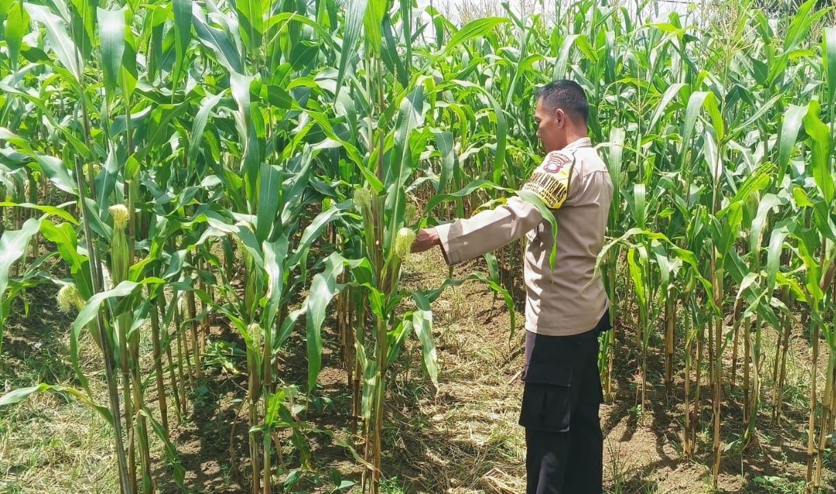 ‎Mendukung Ketahanan Pangan, Personil Polsek Katingan Hulu  Cek Lokasi Pemanfaatan Pekarangan Warga.