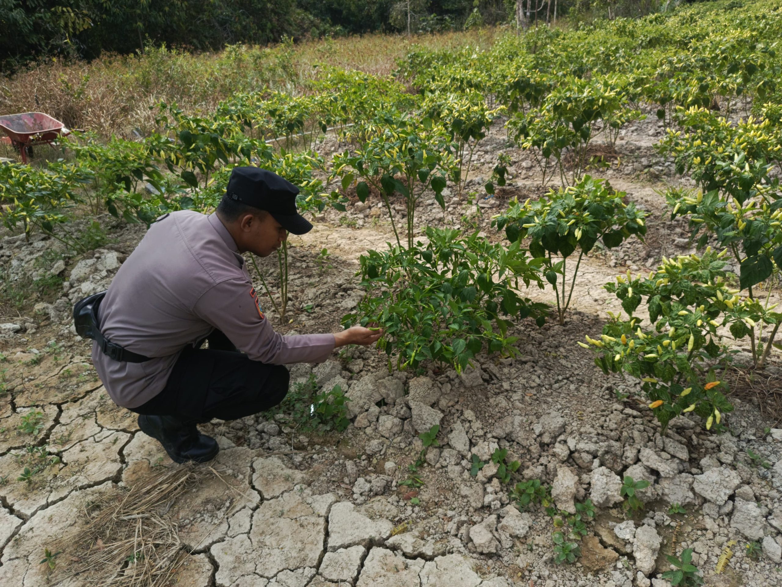 Bhabinkamtibmas Polsek Mendawai cek lokasi pemanfaatan pekarangan rumah warga binaan.