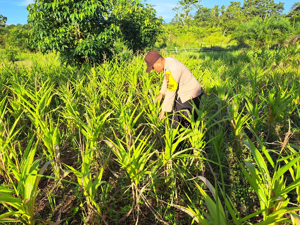 Mendukung Ketahanan Pangan, Personil Polsek Katingan Hulu dan Bukit Raya Cek Lokasi Pemanfaatan Pekarangan Warga.