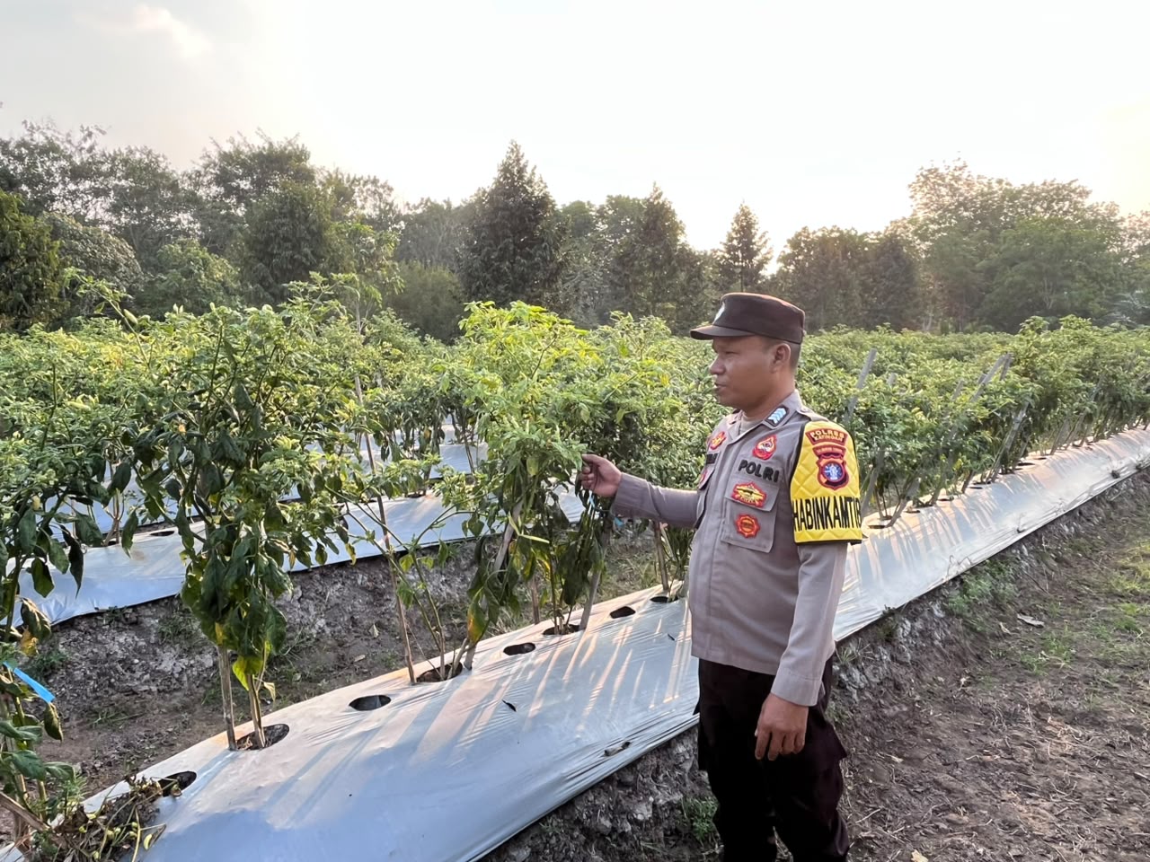 Dalam Rangka Mendukung Program Pemerintah, Bhabinkamtibmas Desa Tewang Kampung Polsek Mendawai Cek Lokasi Pemanfaatan Lahan Pekarangan Warga