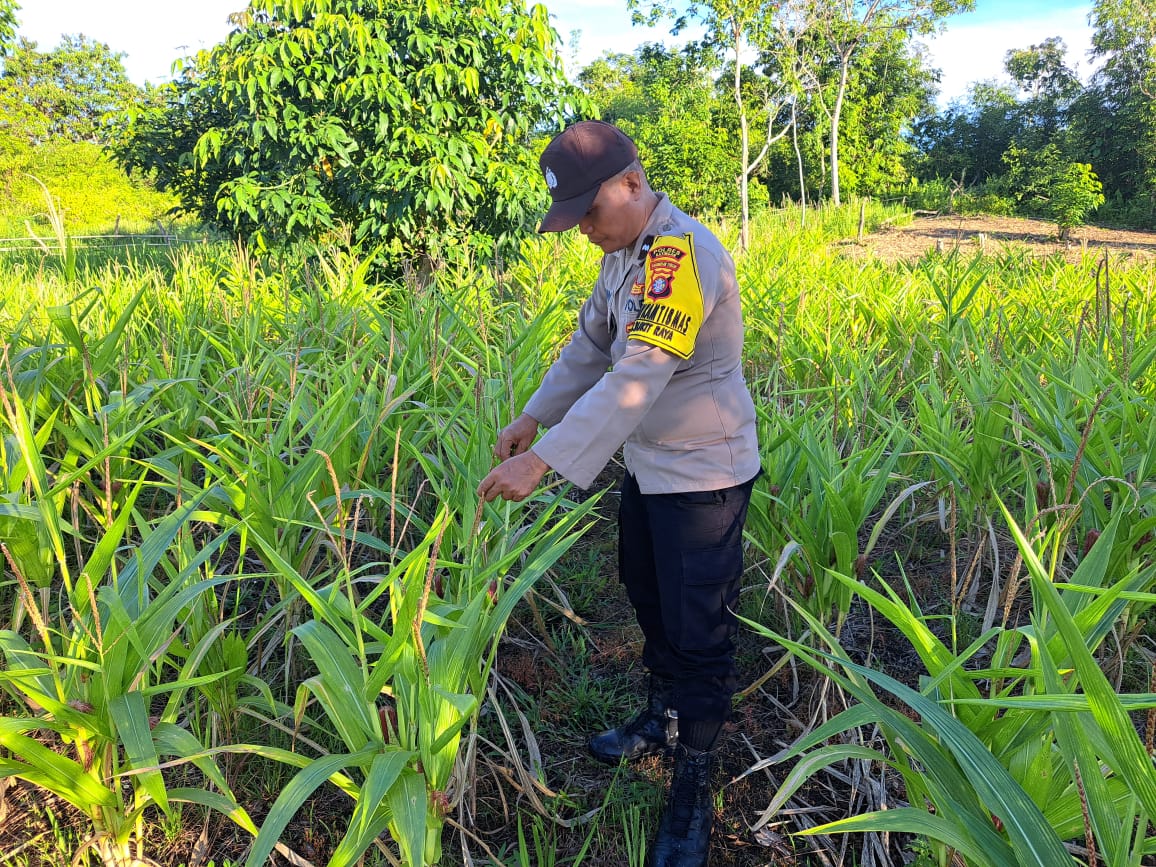 Mendukung Ketahanan Pangan, Personil Polsek Katingan Hulu dan Bukit Raya Cek Lokasi Pemanfaatan Pekarangan Warga.