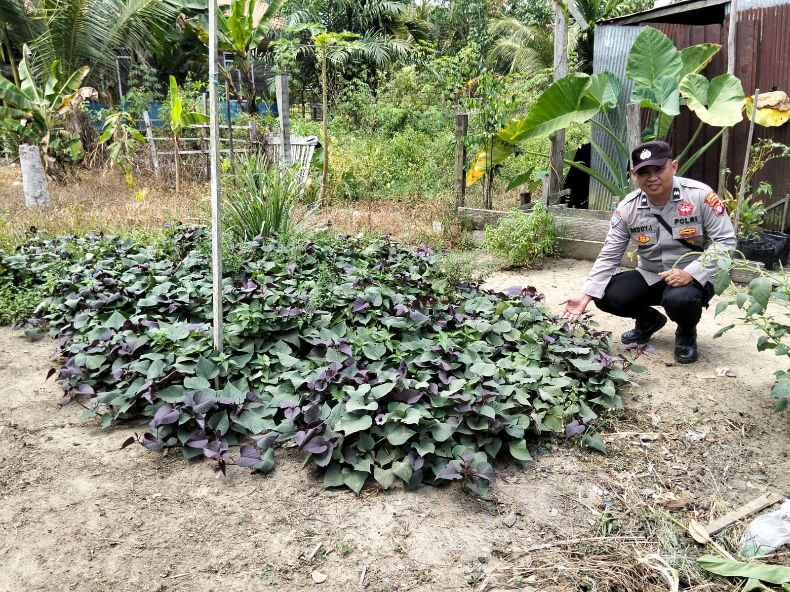 DUKUNG KETAHANAN PANGAN NASIONAL, POLSEK MARIKIT DAMPINGI PETANI DI TUMBANG HIRAN