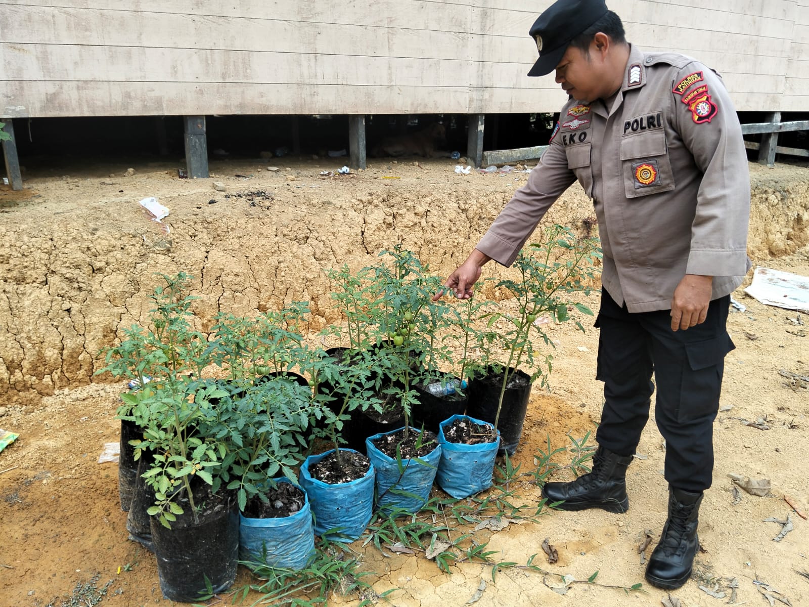 DUKUNG KETAHAN PANGAN, POLSEK MARIKIT CEK LAHAN P2B MILIK WARGA DESA TUMBANG HIRAN