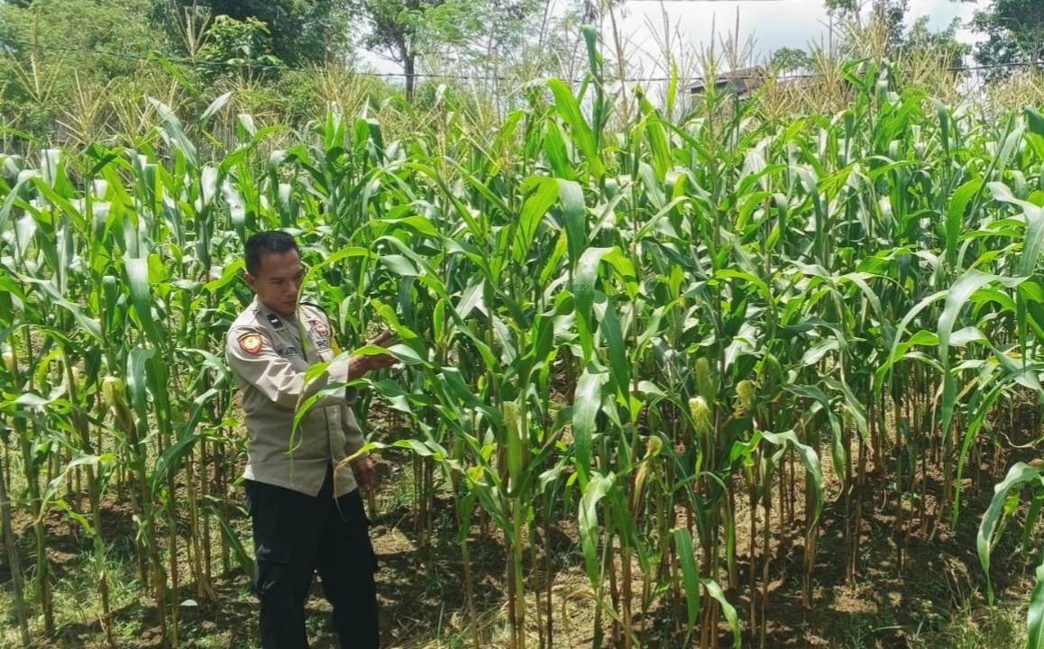 ‎Mendukung Ketahanan Pangan, Personil Polsek Katingan Hulu  Cek Lokasi Pemanfaatan Pekarangan Warga.